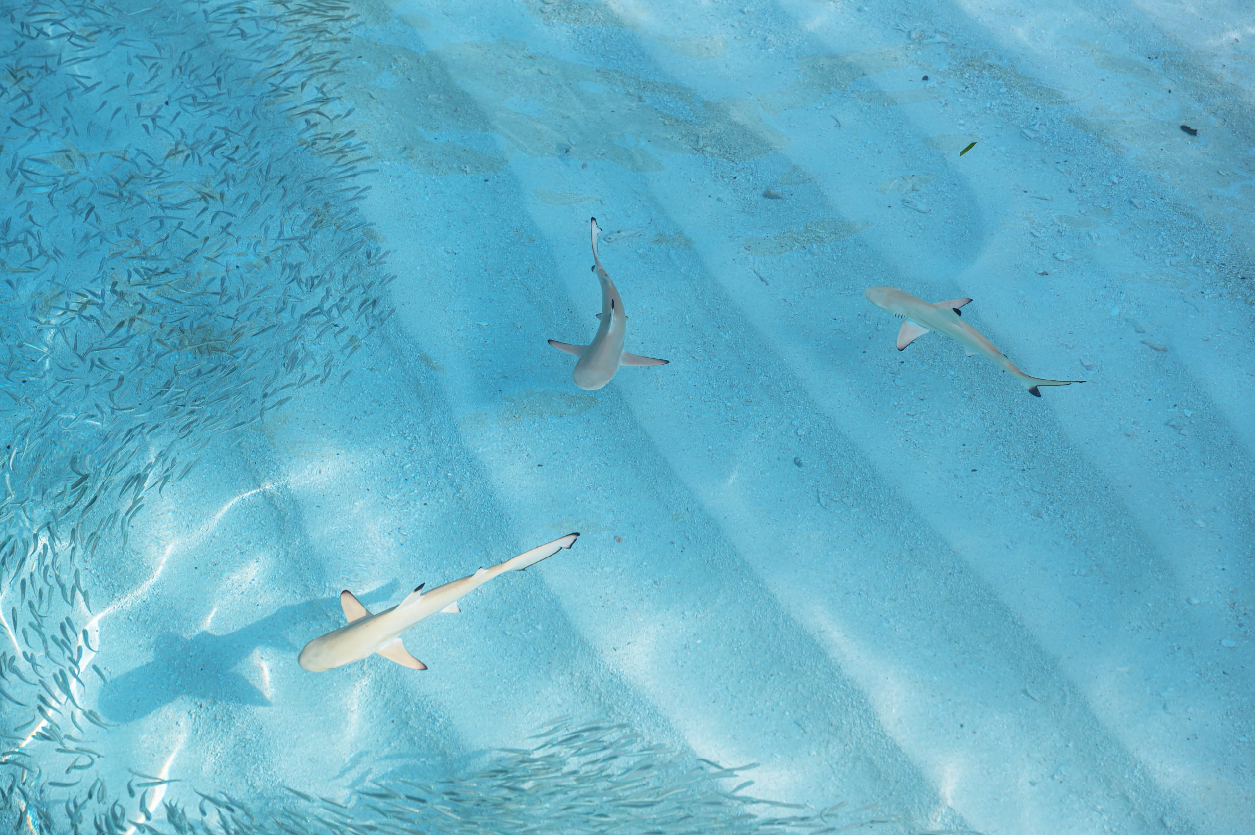 Blacktip reef sharks with school of fish in the shallow sea water