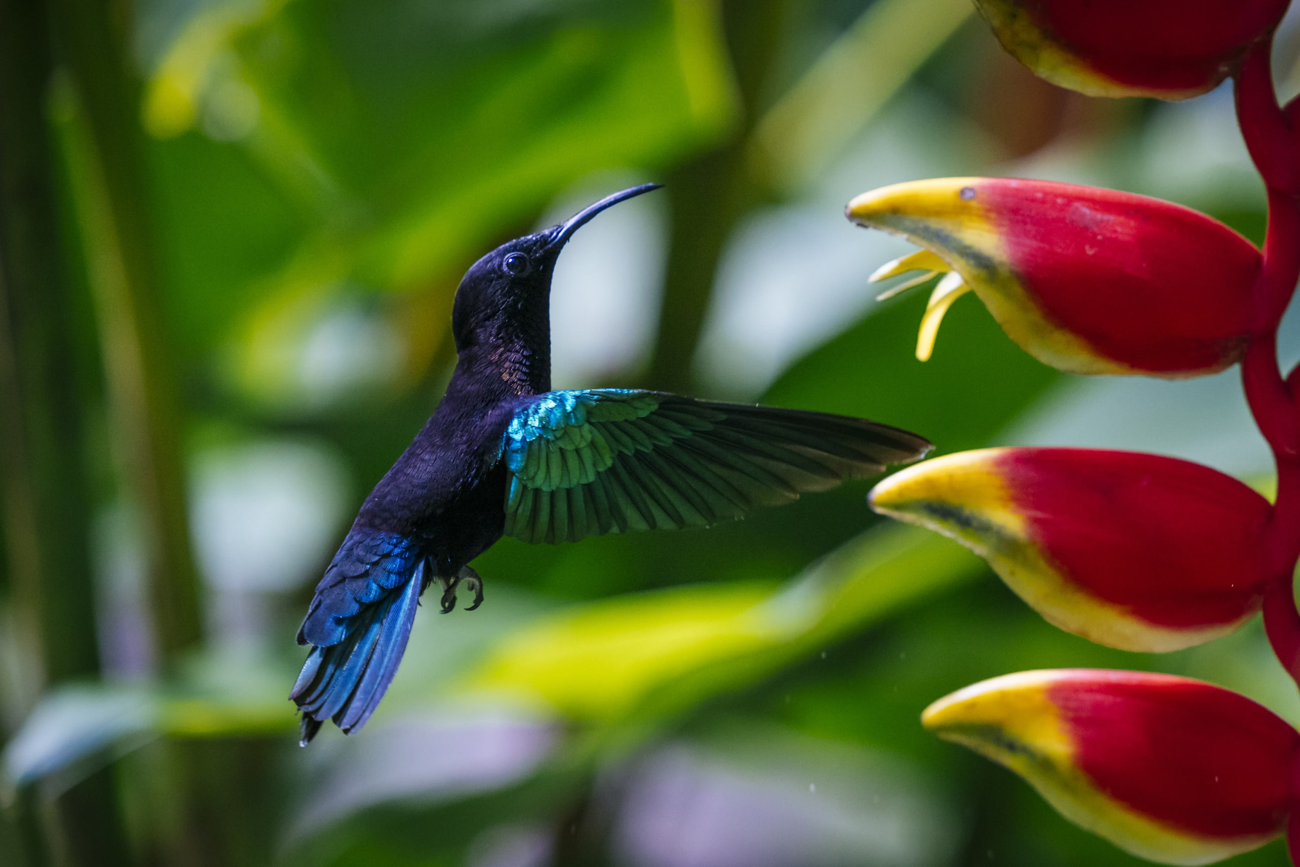 A large hummingbird with a markedly downcurved bill, Mostly found in forests, occasionally at forest edges, and infrequently elsewhere.