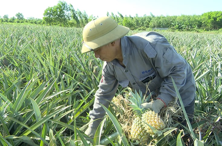 Bố Trạch: Triển vọng mô hình trồng dứa nguyên liệu trên vùng gò đồi
