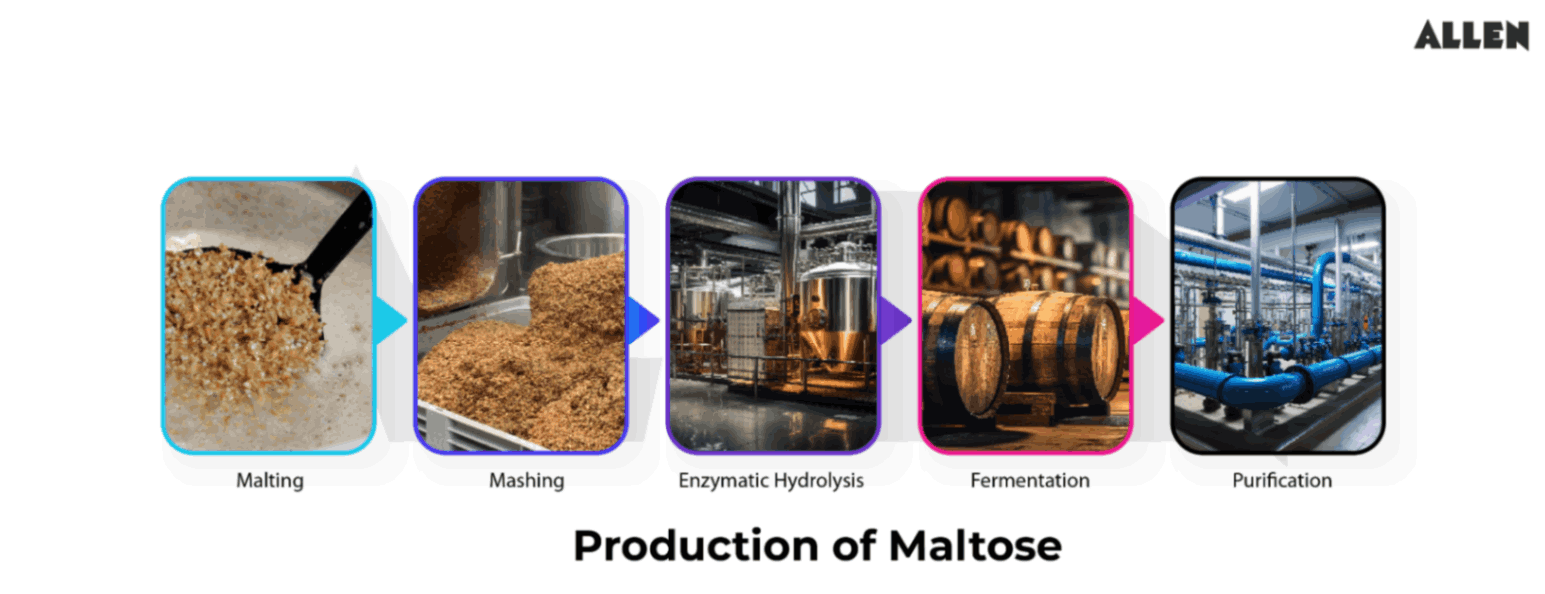 Maltose Production