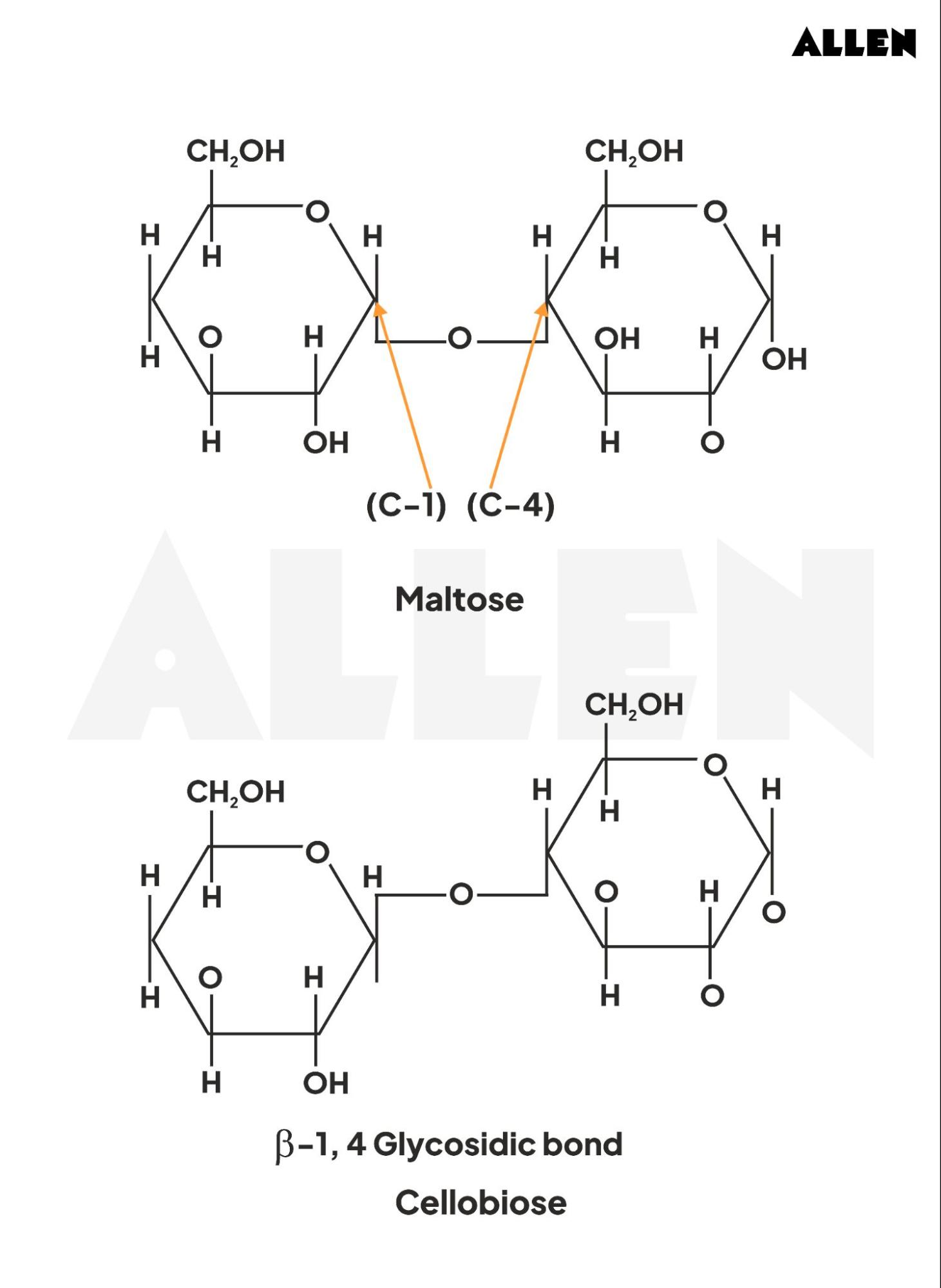 Maltose and Cellobiose Structure