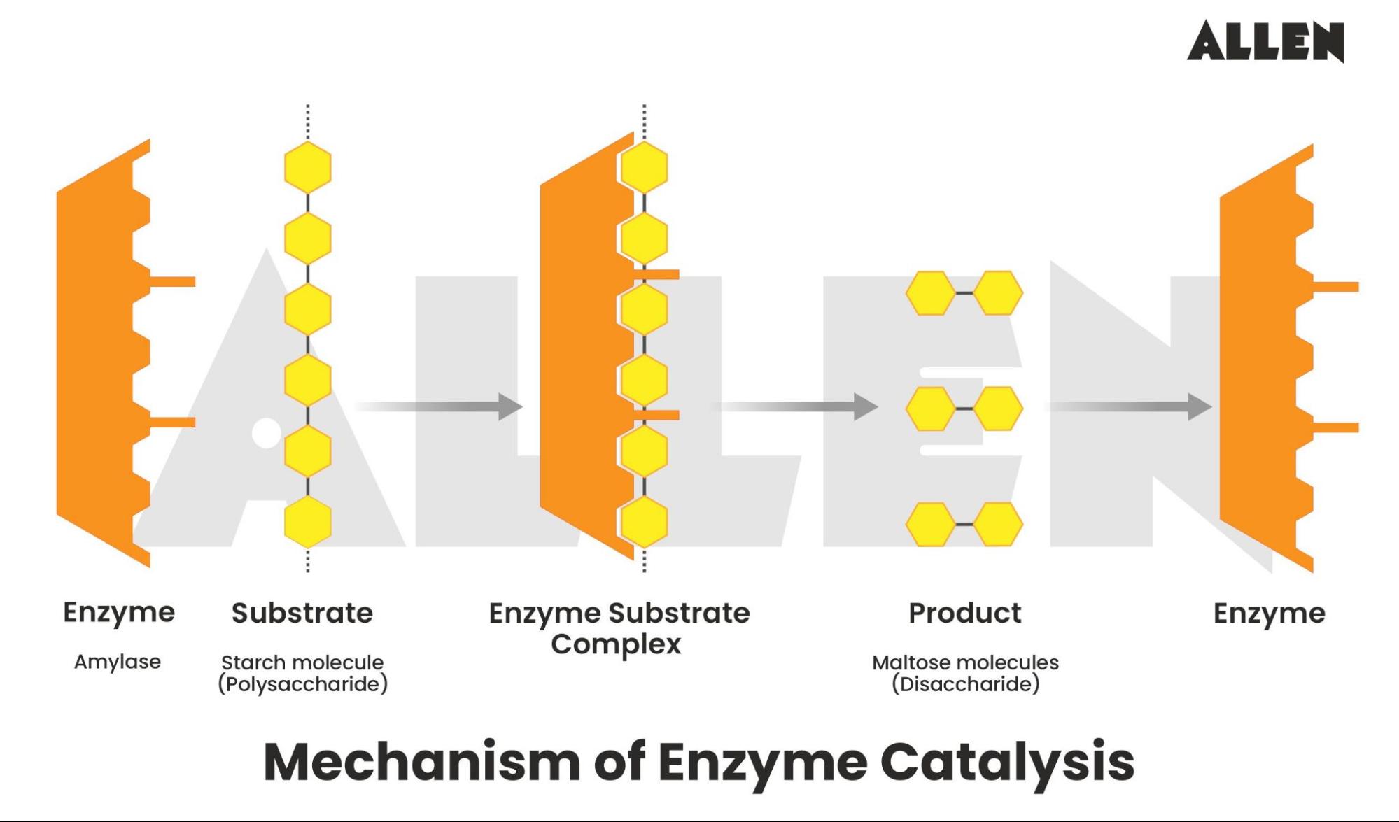 Mechanism of Enzyme Catalysis