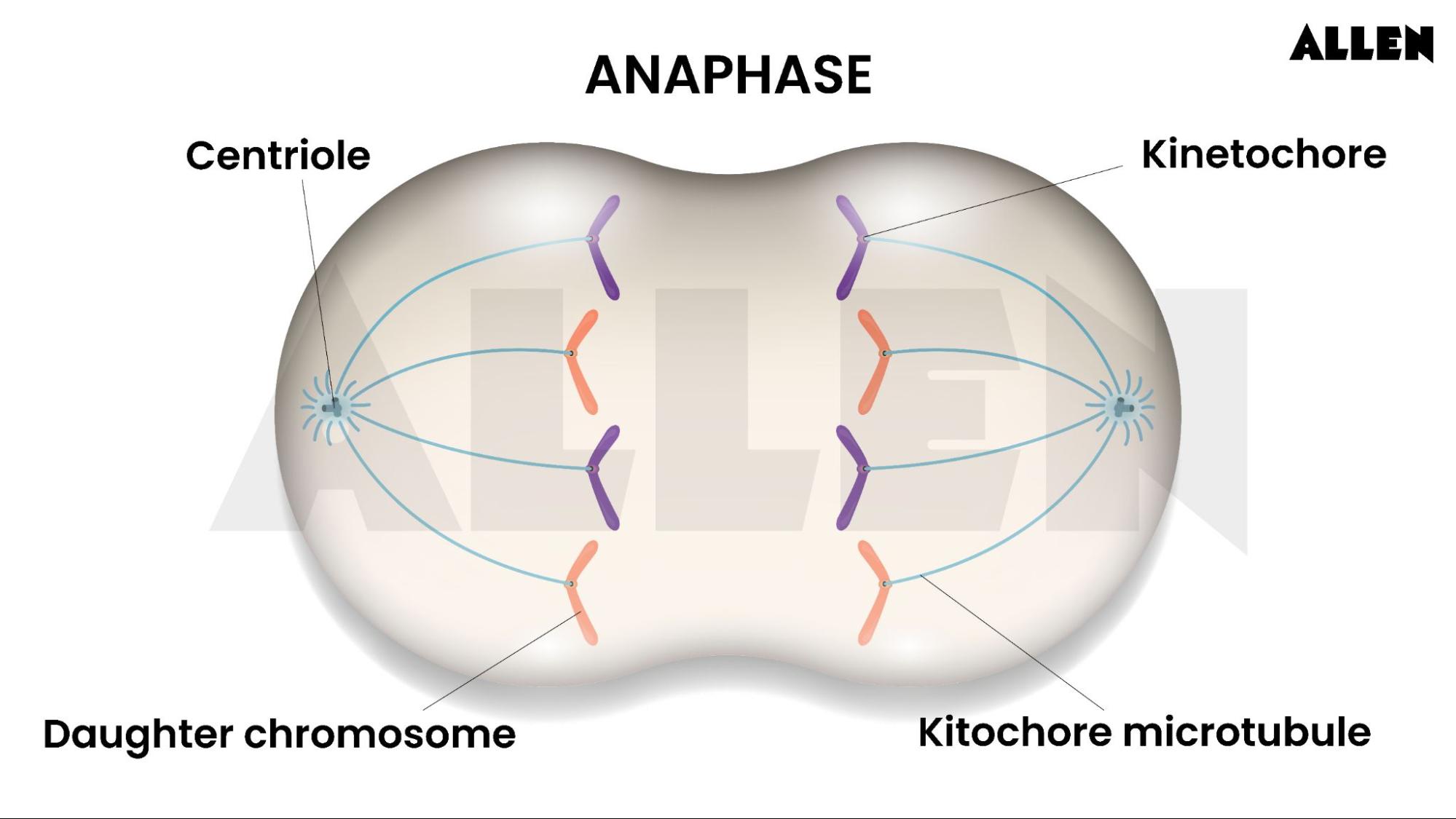 Anaphase