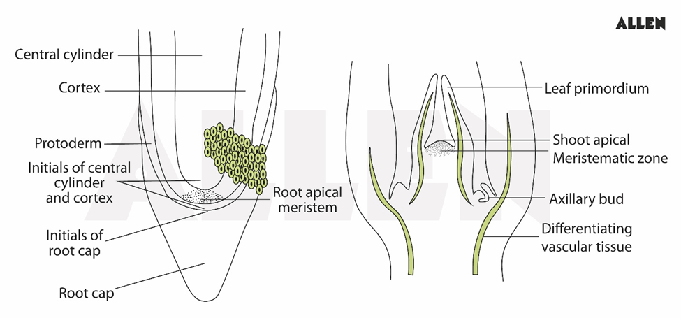 Apical Meristem