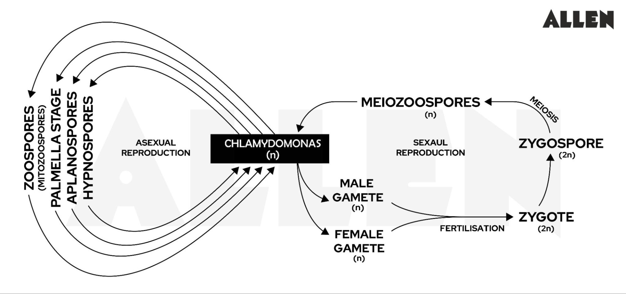 Chlamydomonas - Life Cycle