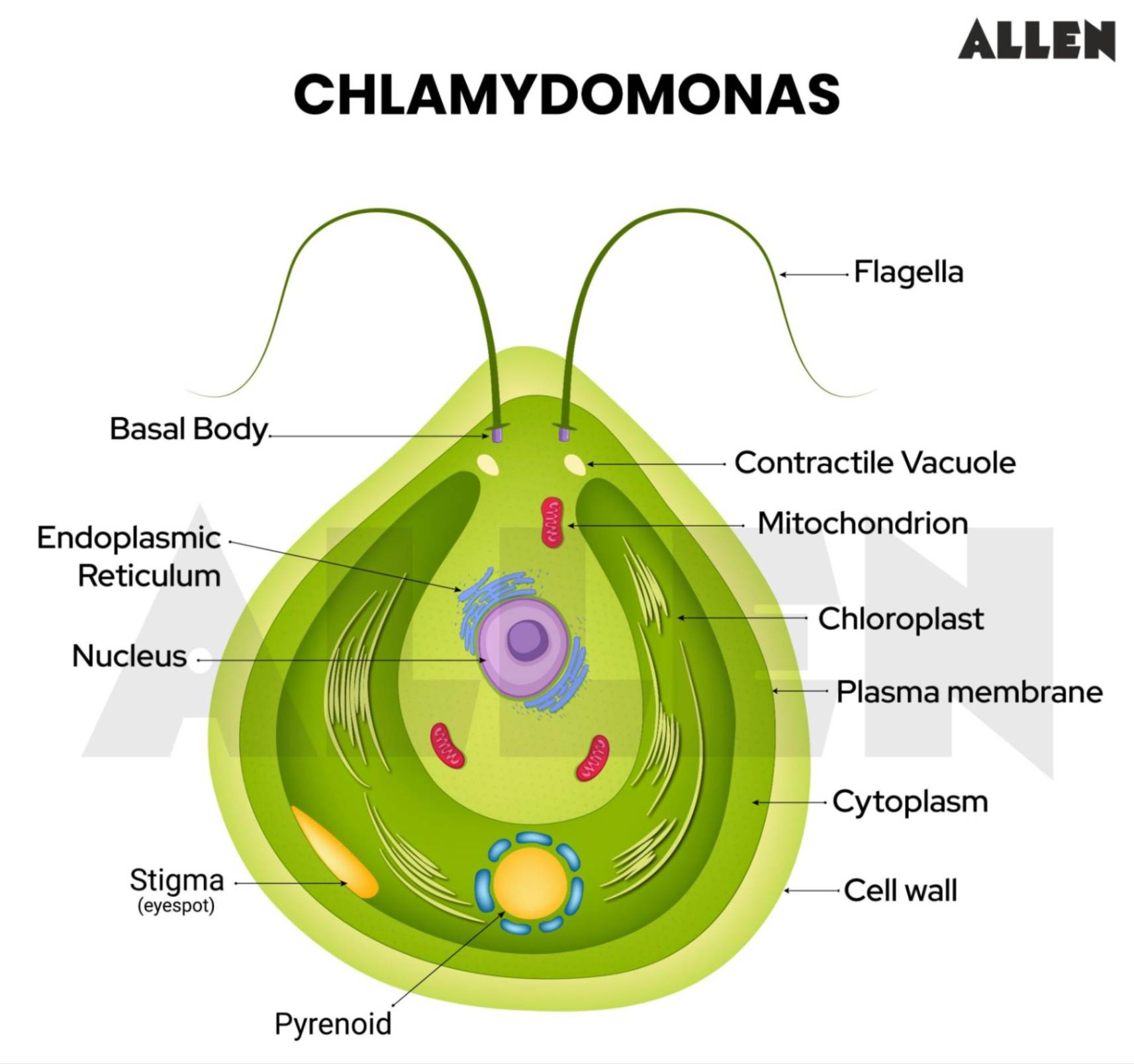 Chlamydomonas