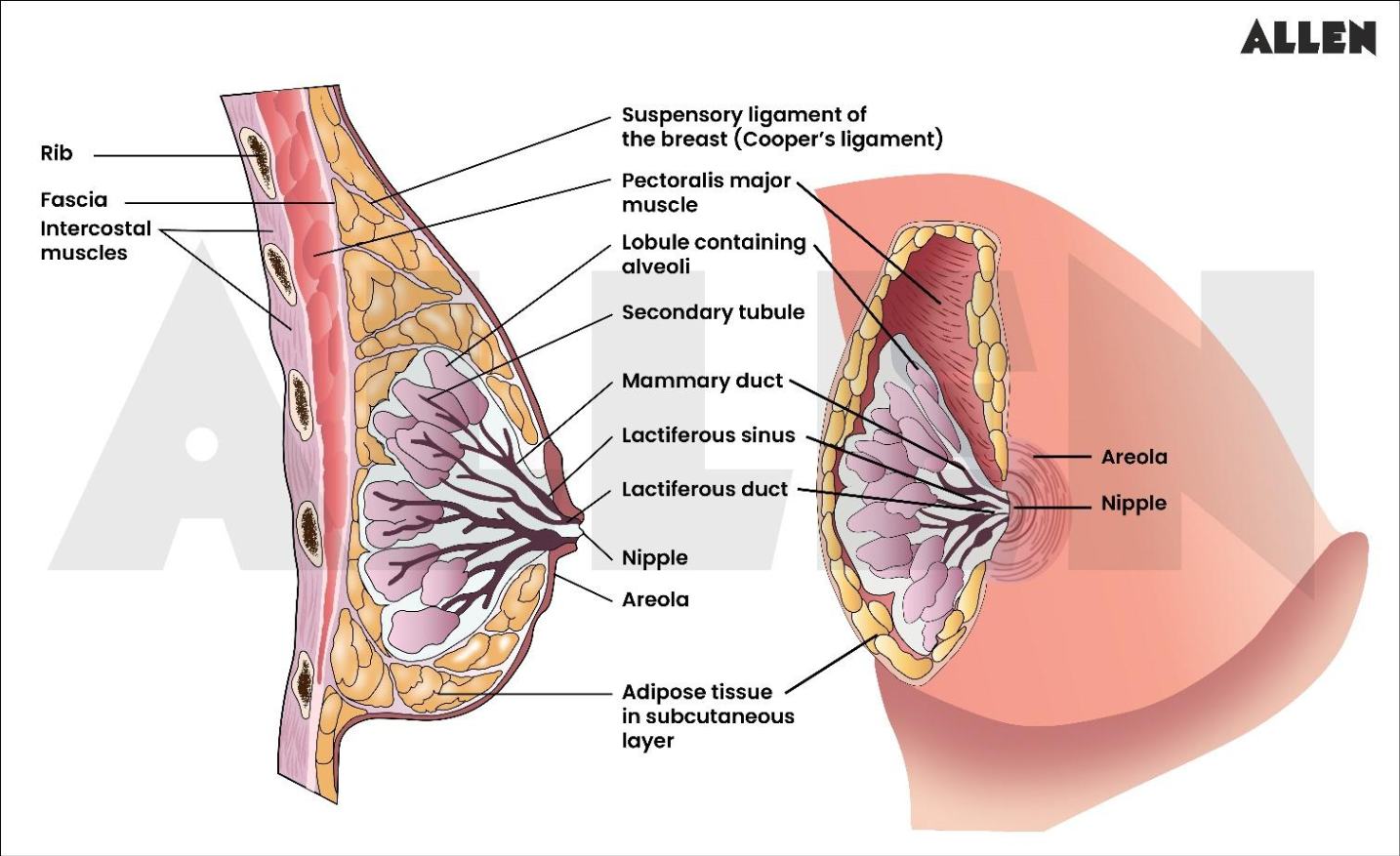 Anatomy of the Female Breast