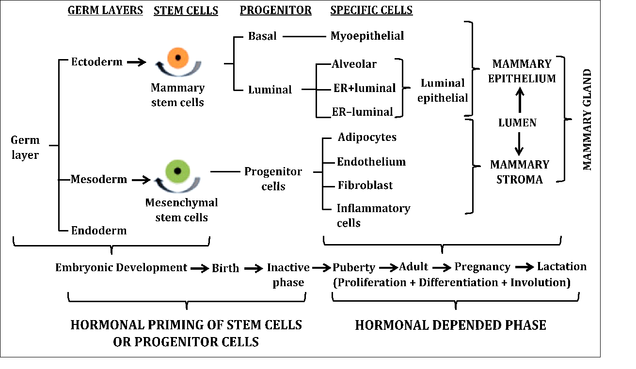 Histology of Mammary Gland