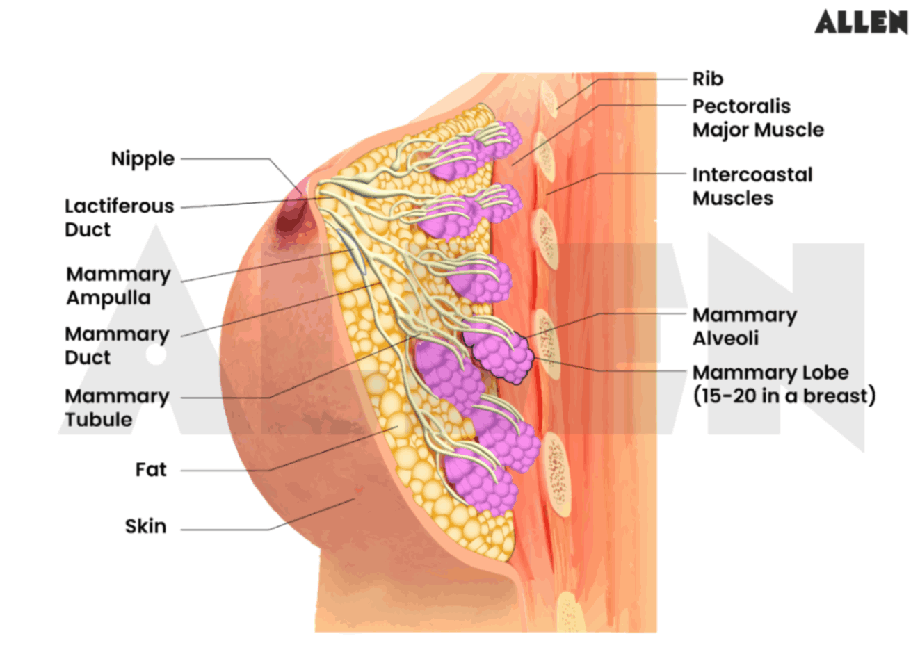 Mammary Gland Diagram