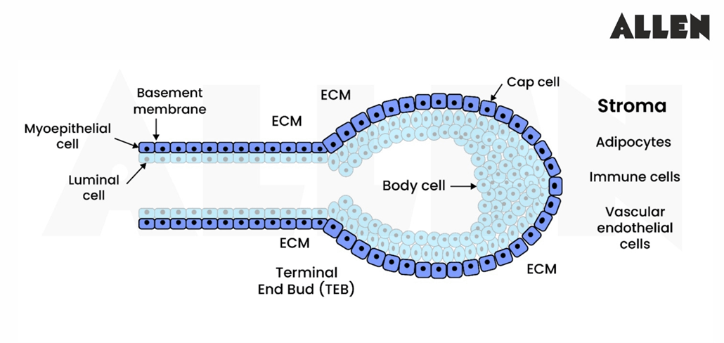 Histology of Mammary Gland