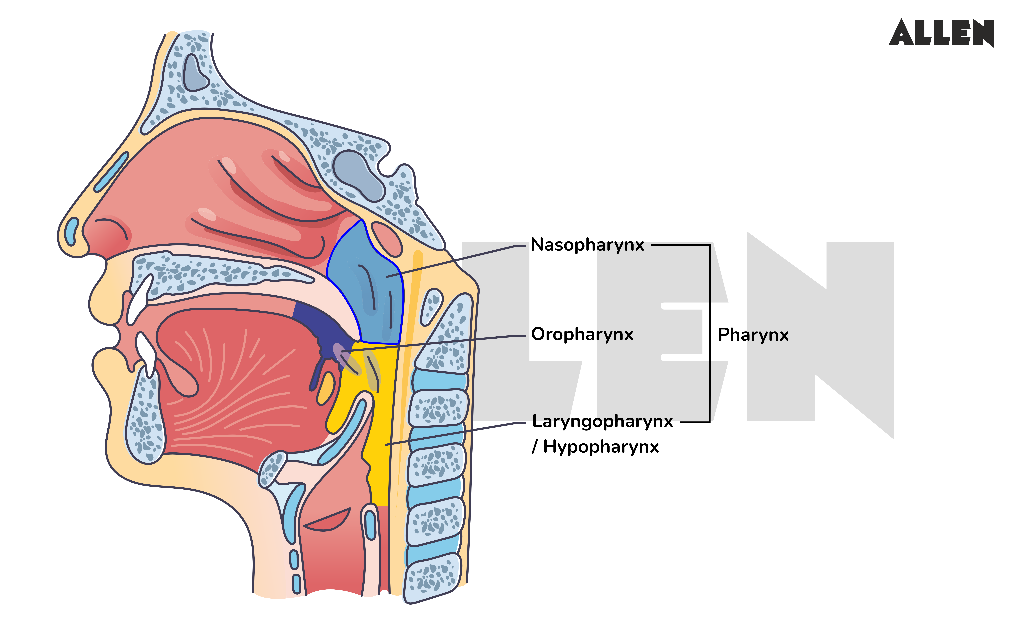 Pharynx structure and parts