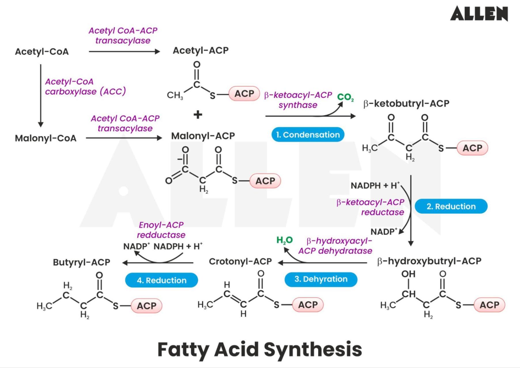 Fatty Acid Biosynthesis: Definition, Steps & Regulation