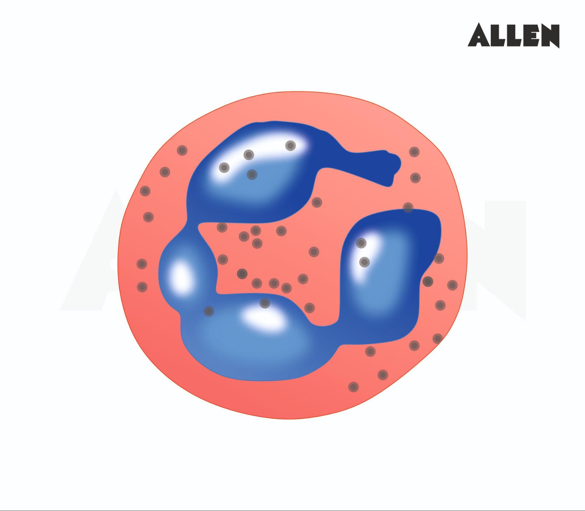 Neutrophils