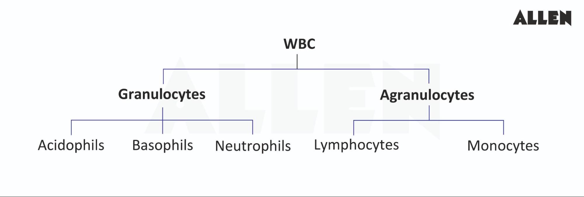 Types of White Blood Cells