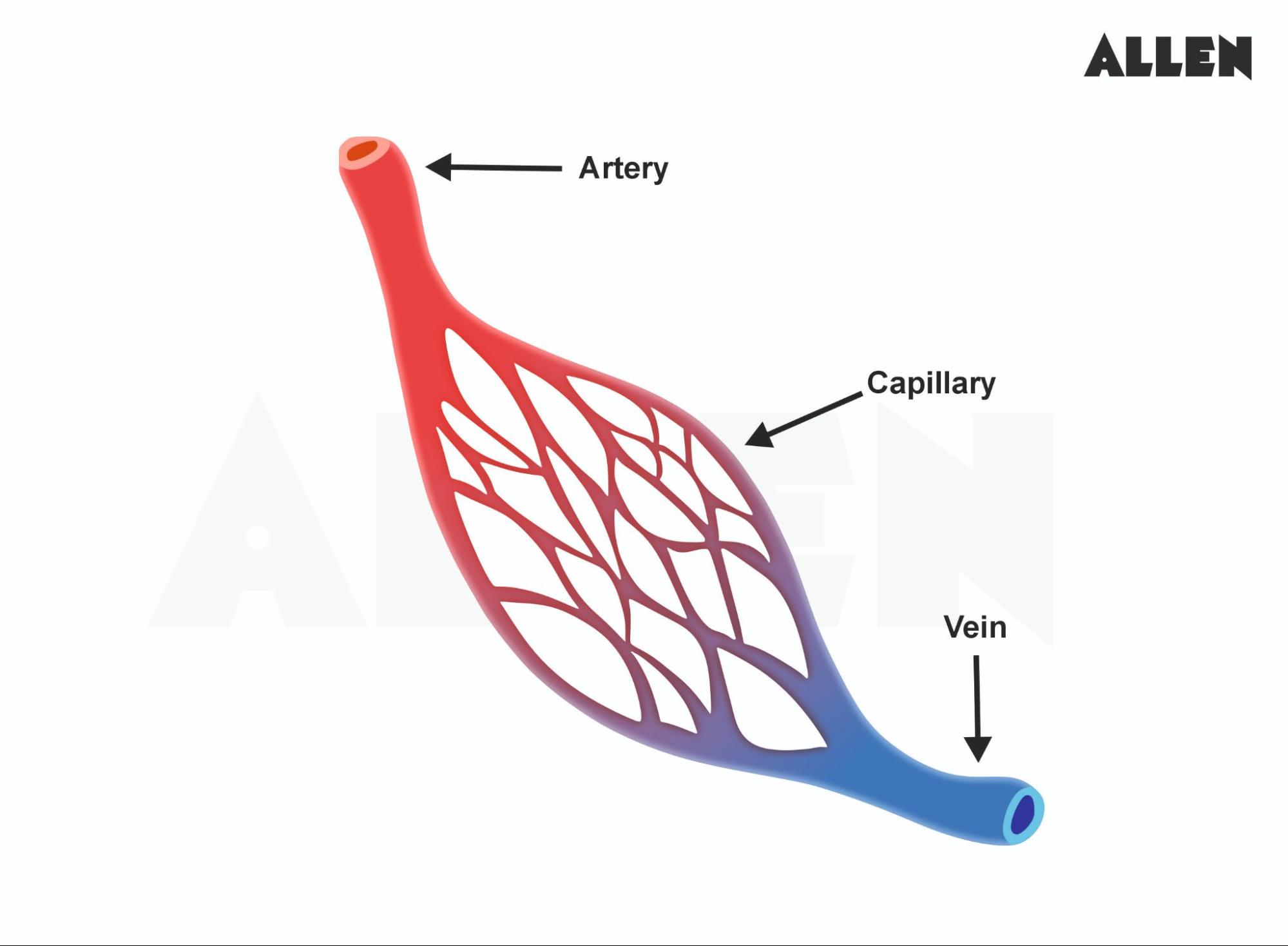 Categories of blood vessels