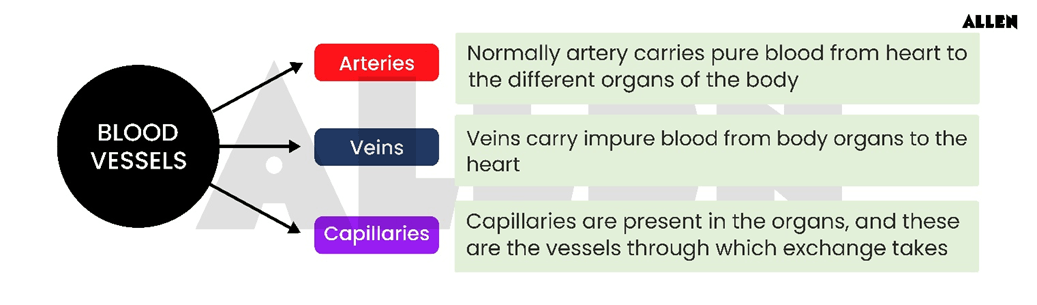 Blood vessels