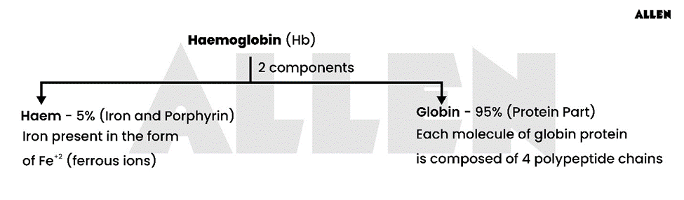 components of haemoglobin