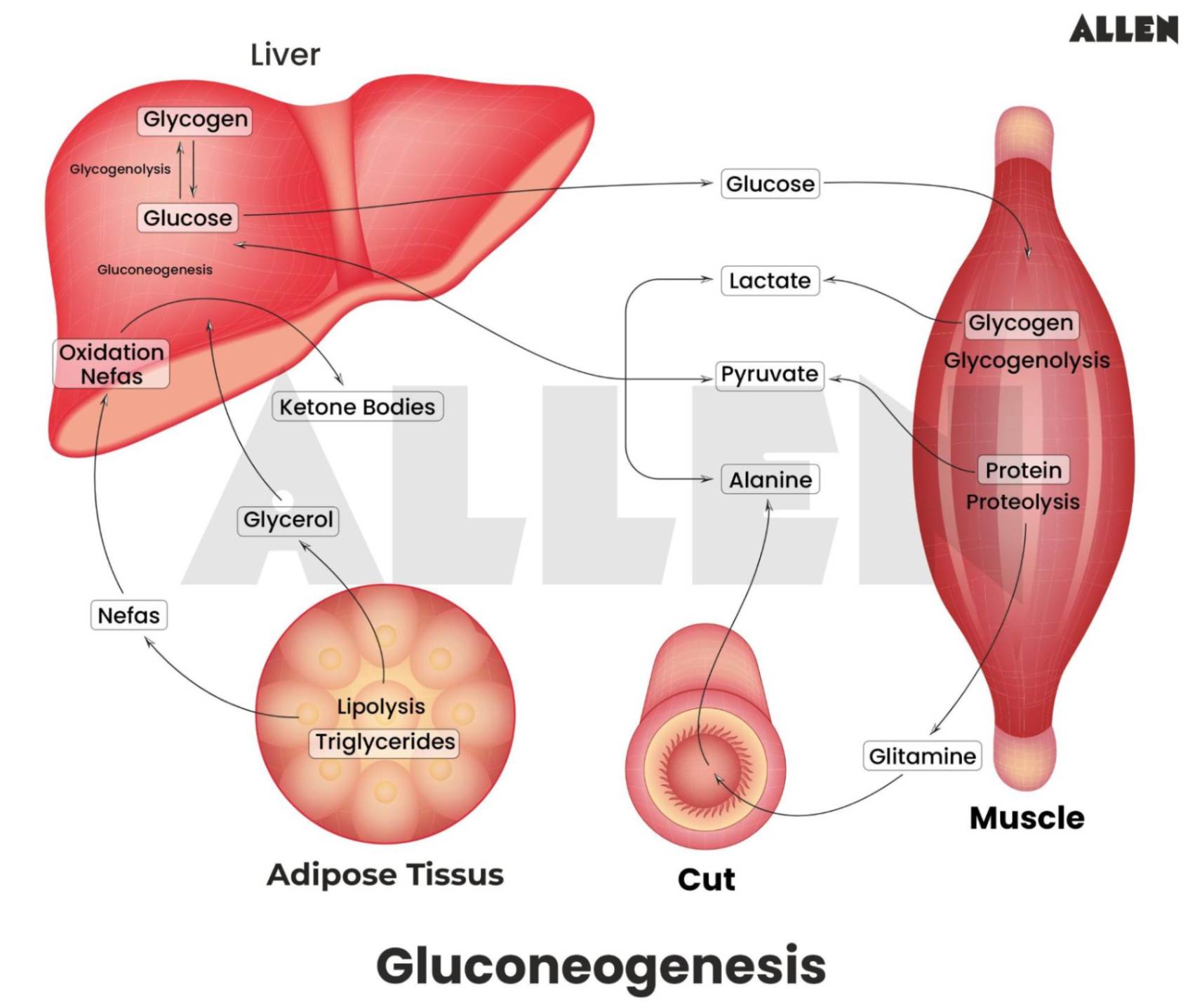 Gluconucleogenesis