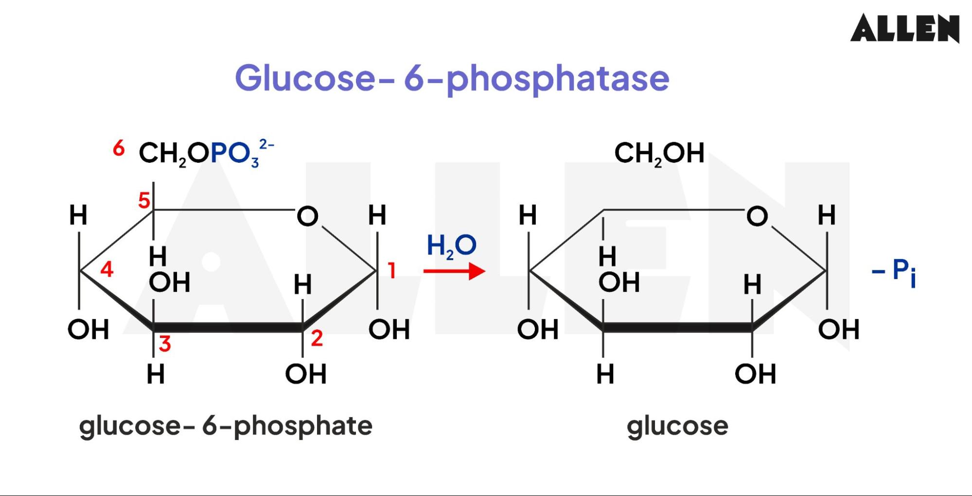 Formation of glucose from glucose 6 phosphate