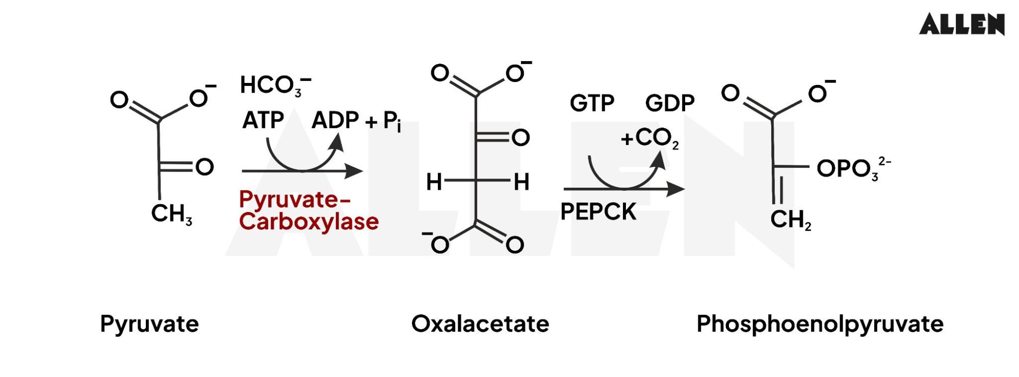 Conversion of pyruvate to phosphoenolpyruvate