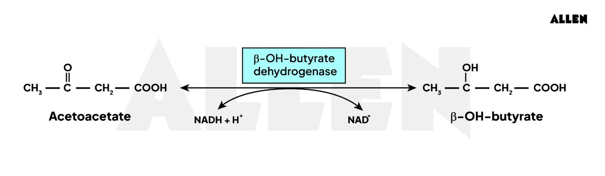 Formation of D-β-hydroxybutyrate
