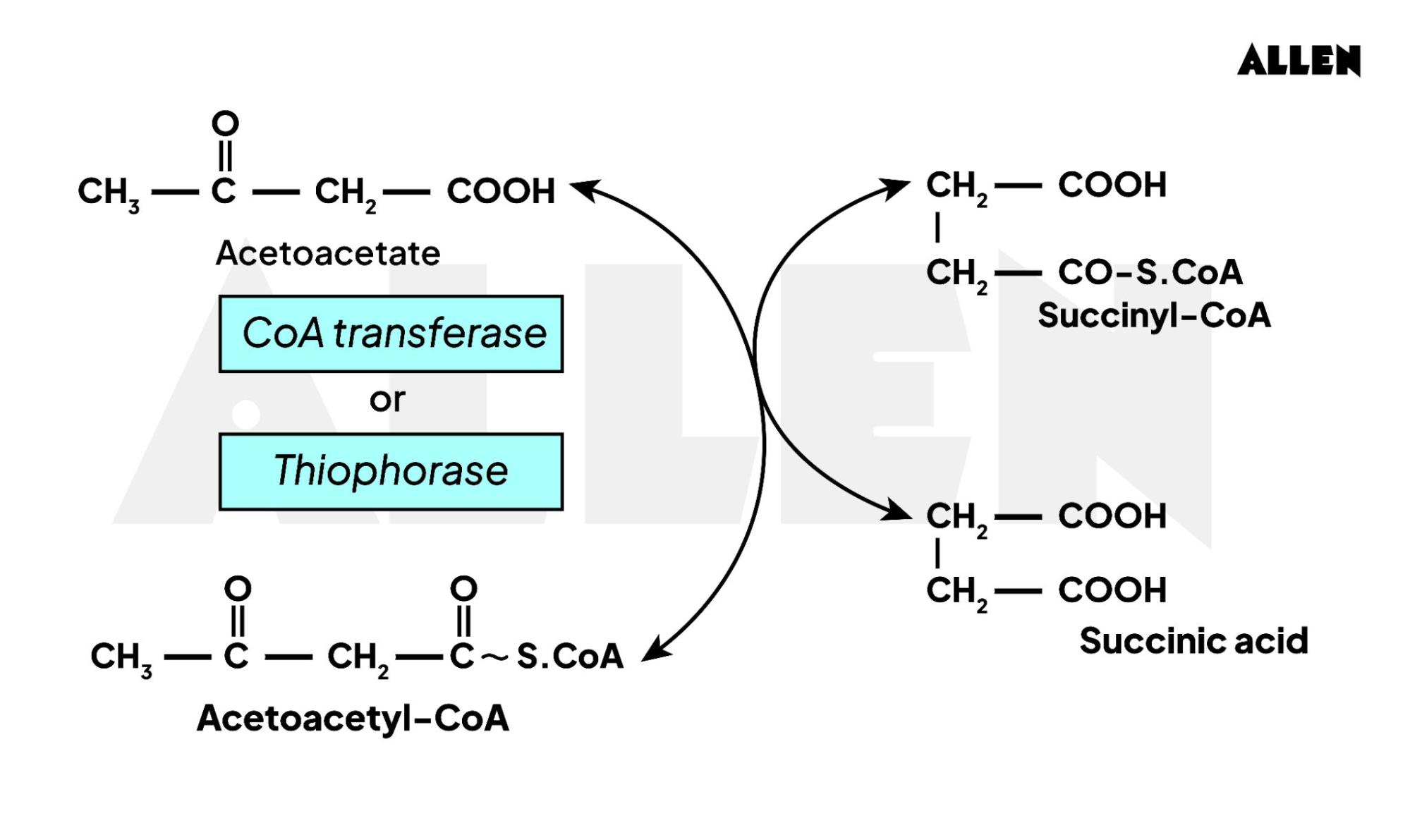 Activation of Acetoacetate