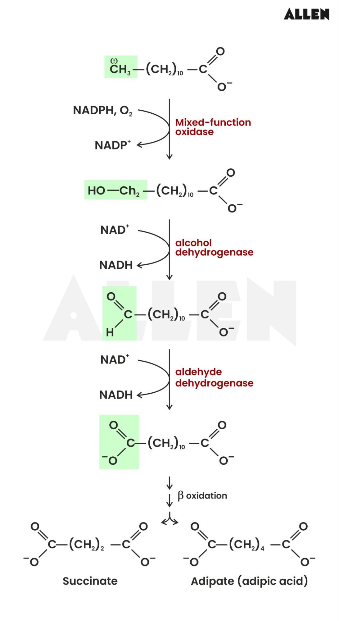 Steps of omega oxidation