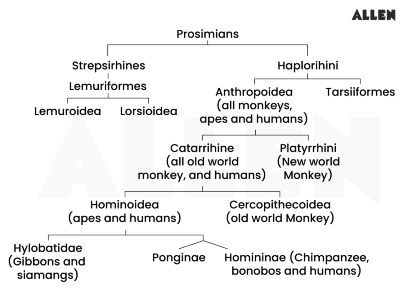 Family of primates