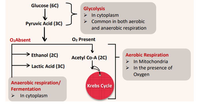 Glycogenesis