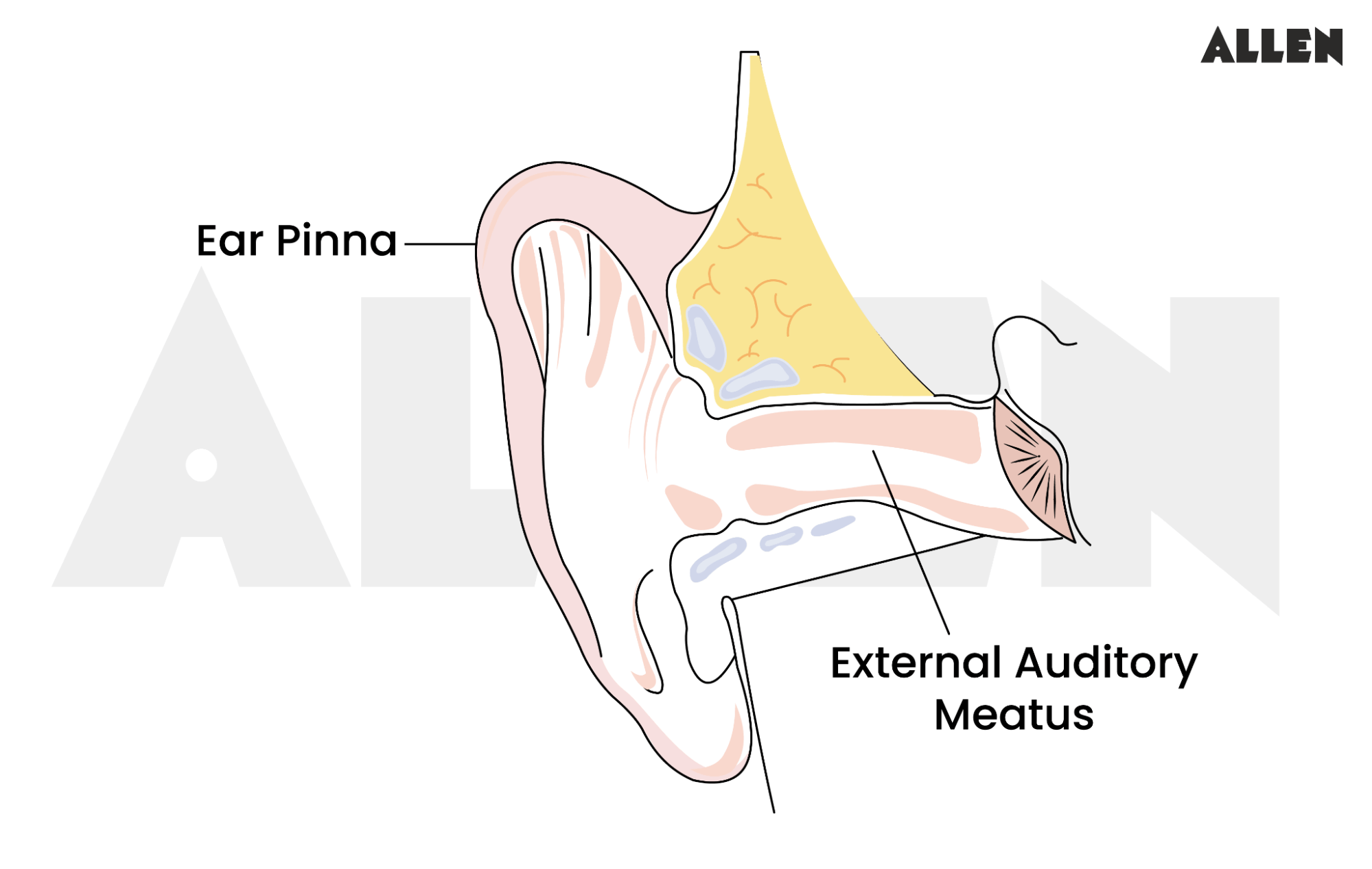 Structure of Human Ear | Function & Mechanism of Hearing