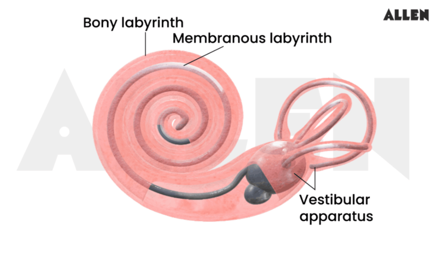 Structure of Human Ear | Function & Mechanism of Hearing
