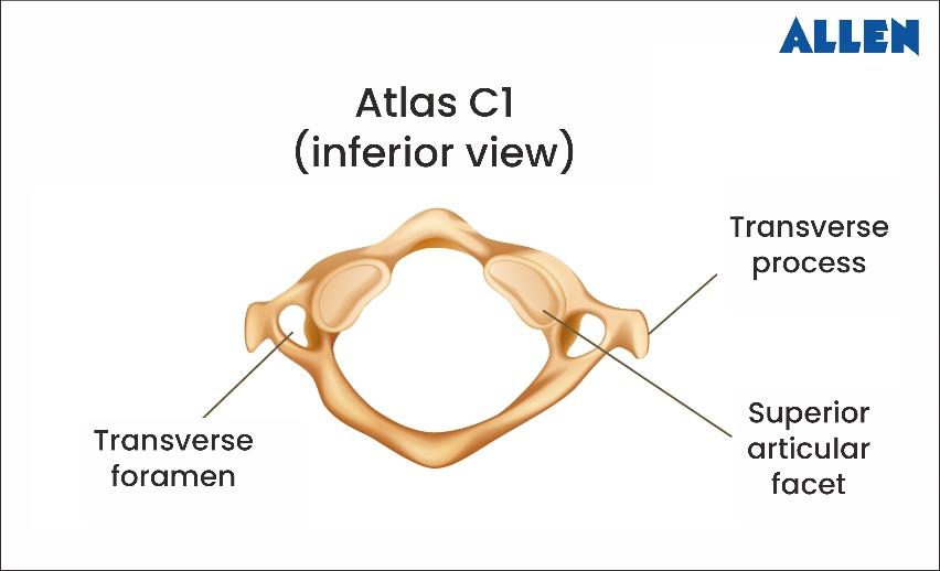 Atlas C1