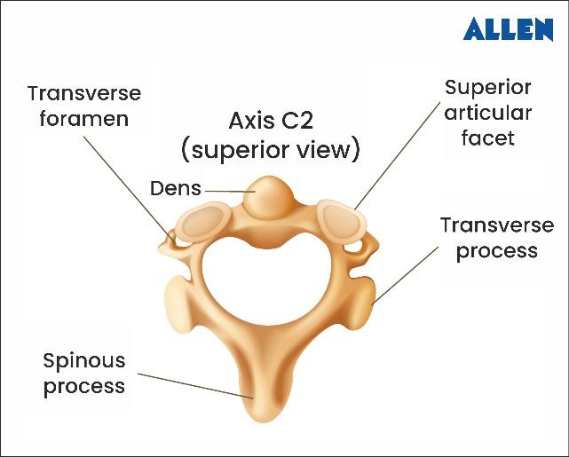 Axis C2