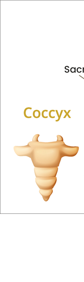 Coccyx
