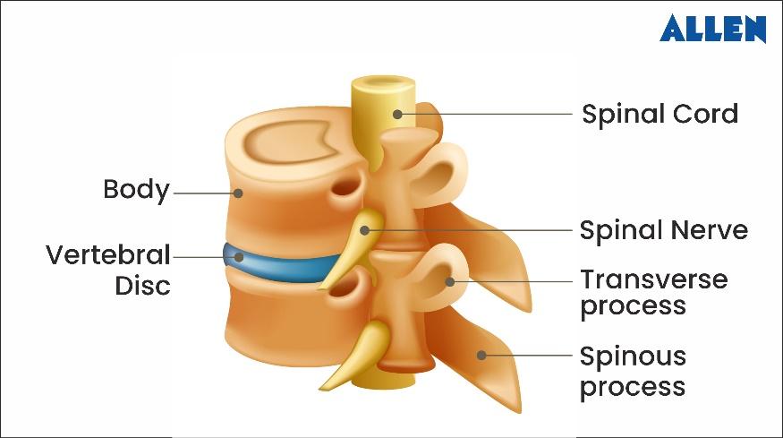 Intervertebral Disc