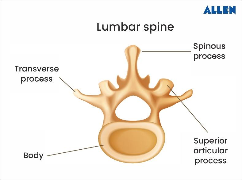 Lumbar Vertebrae