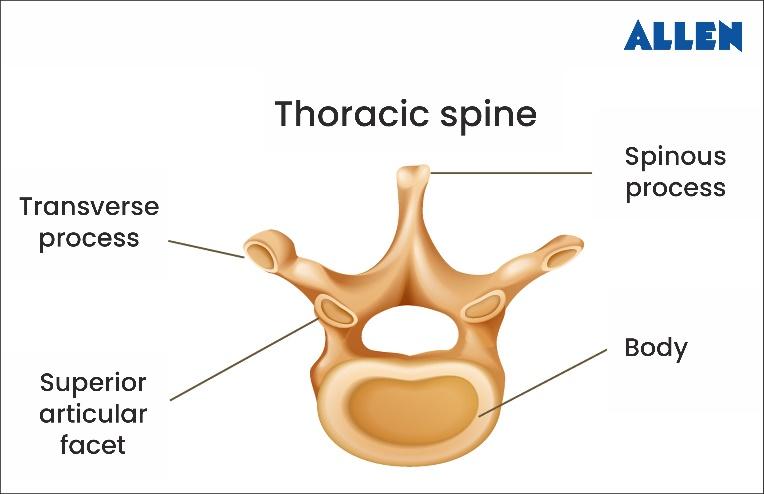 Thoracic Spine