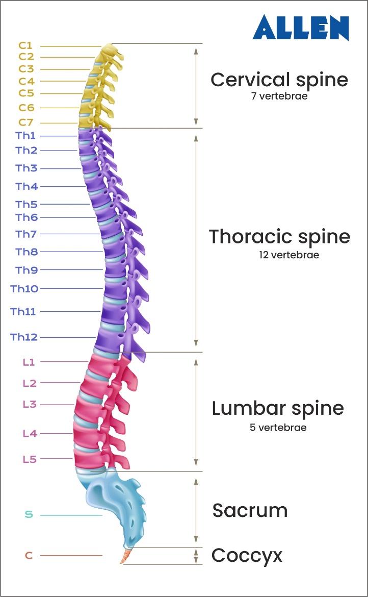 Vertebral  Column