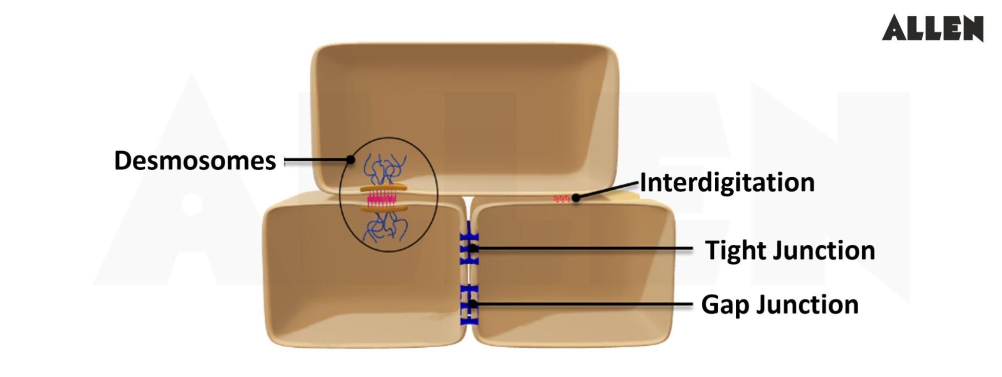 Cell Junctions
