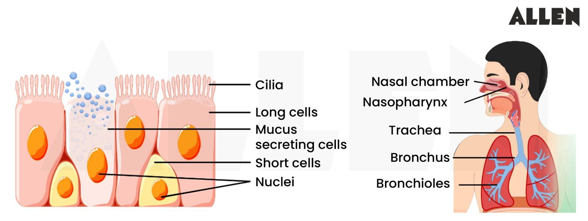 Pseudostratified Epithelium Columnar Ciliated Glandular Epithelium