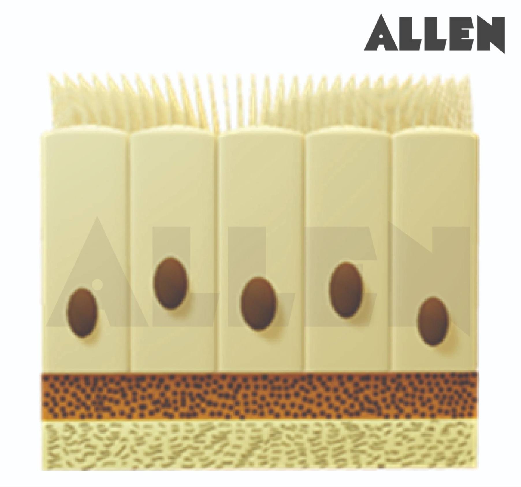 Simple columnar ciliated epithelium