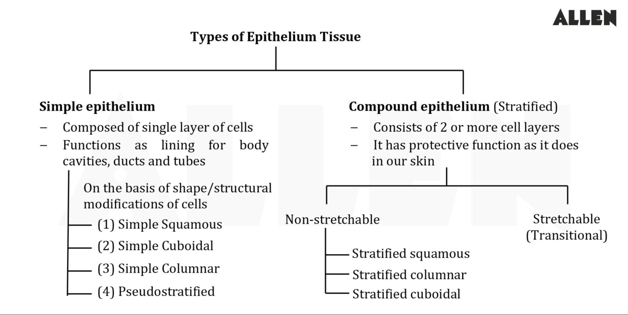 Classification of epithelial tissue