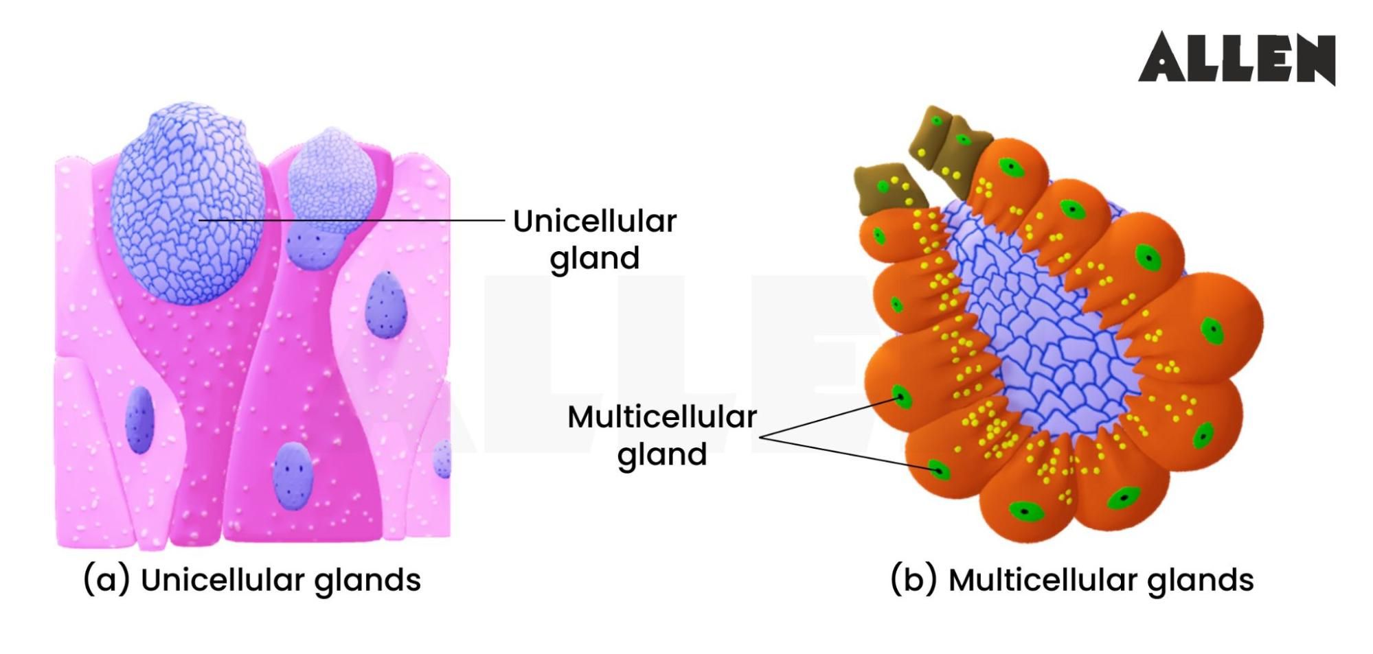 Types of glands
