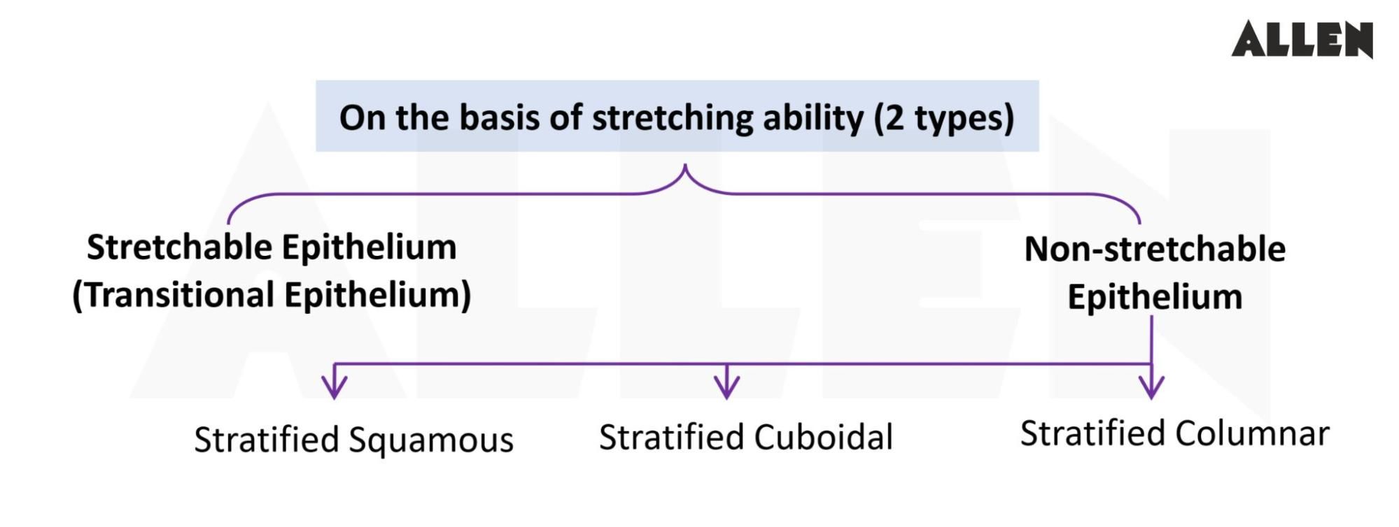 Types of Compound Epithelial Tissue