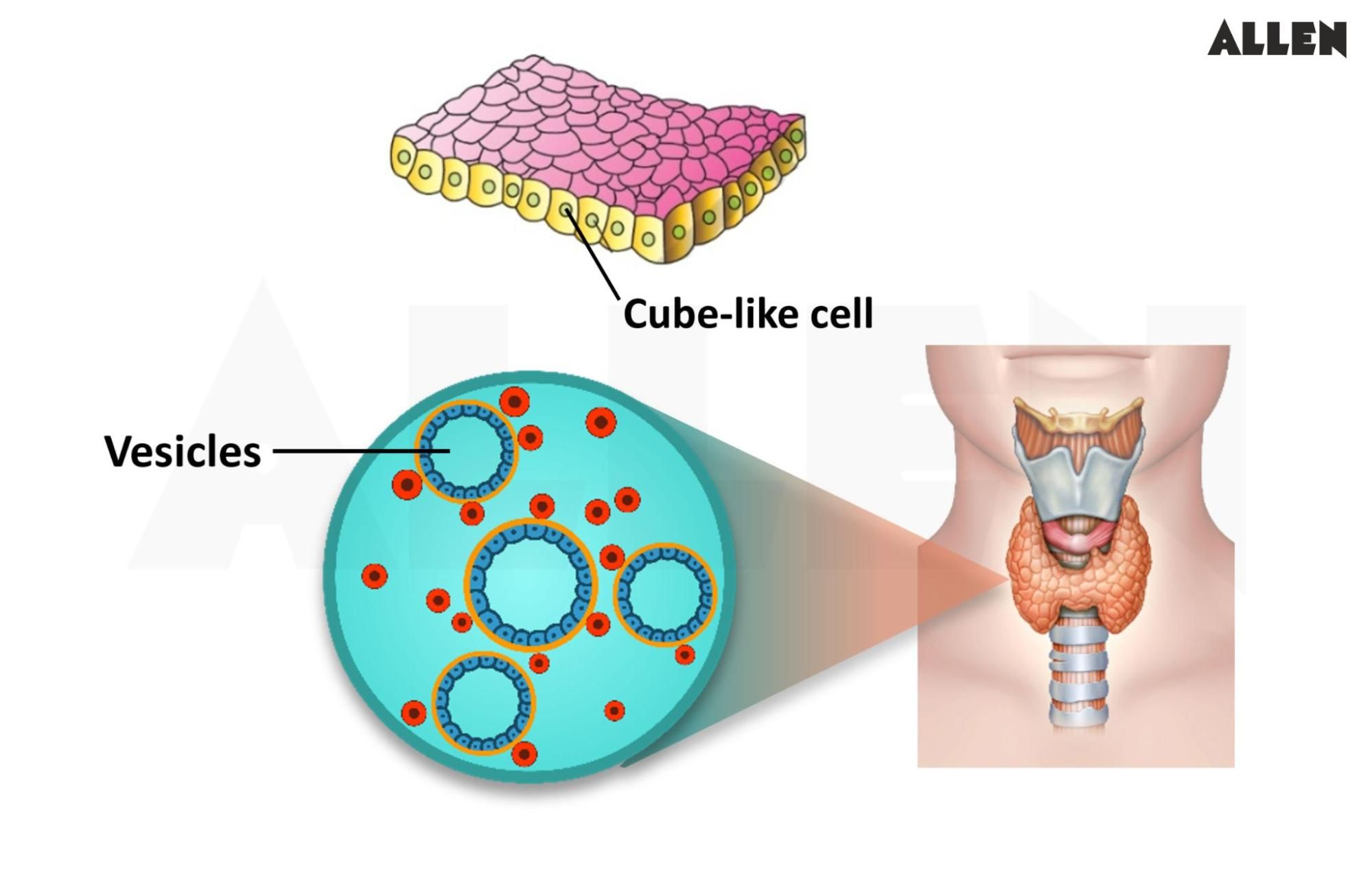 Simple Cuboidal Epithelium