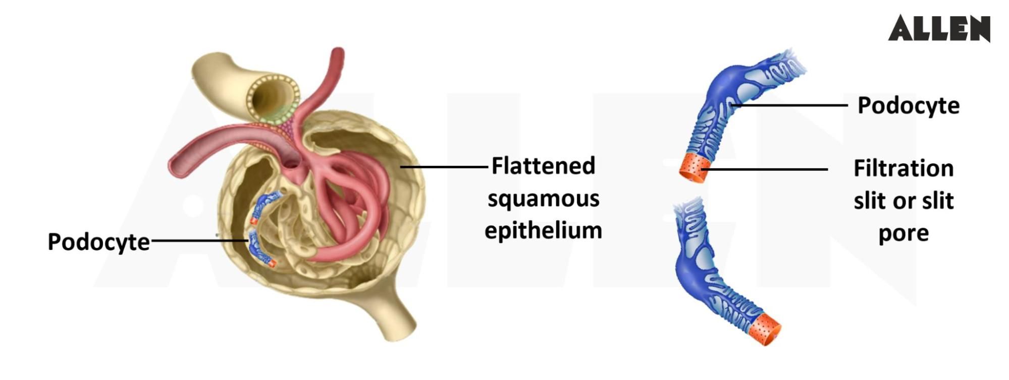Simple squamous Epithelium