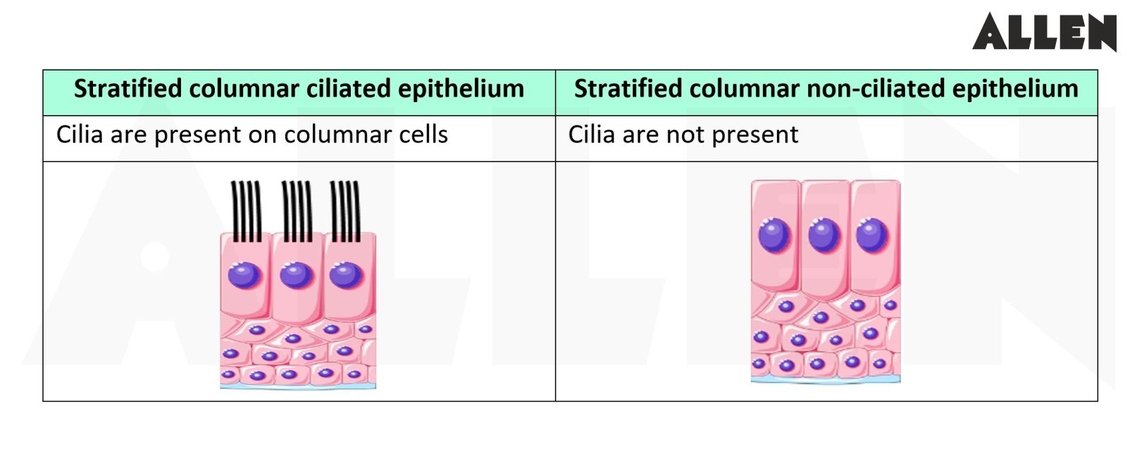 Stratified Columnar Epithelium