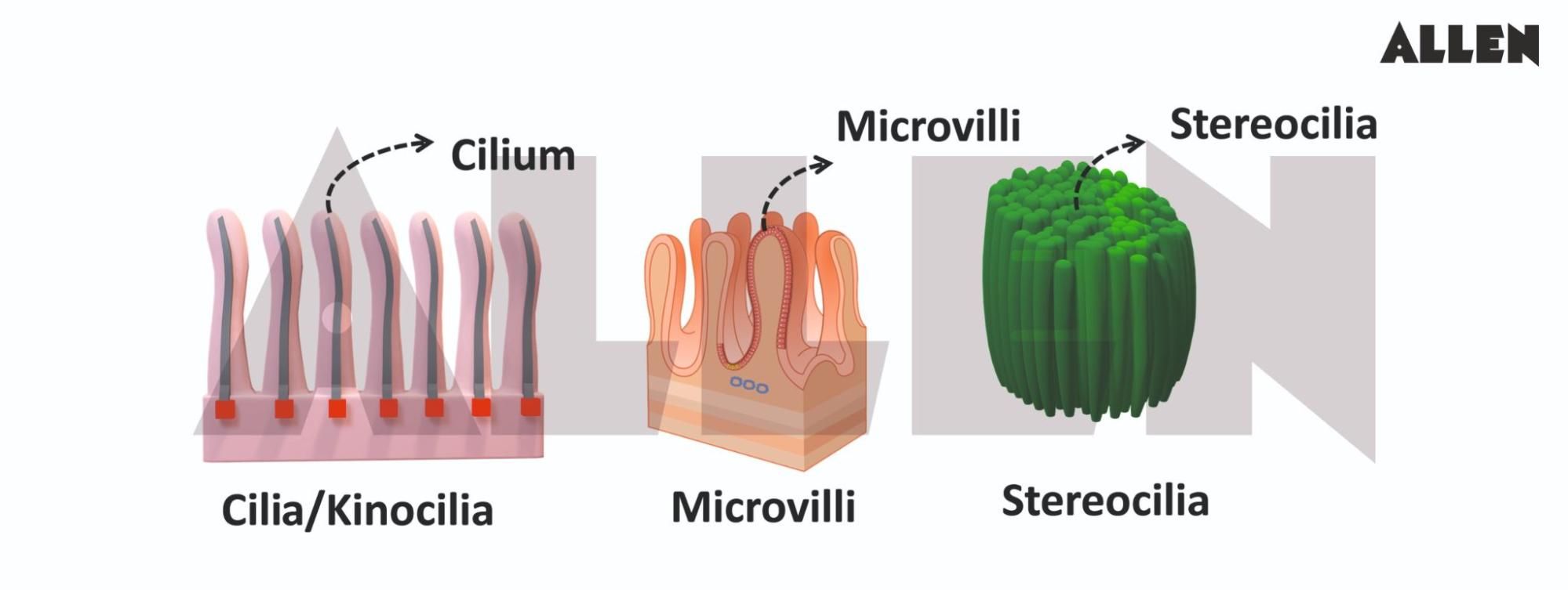 cilia, microvilli and stereocila