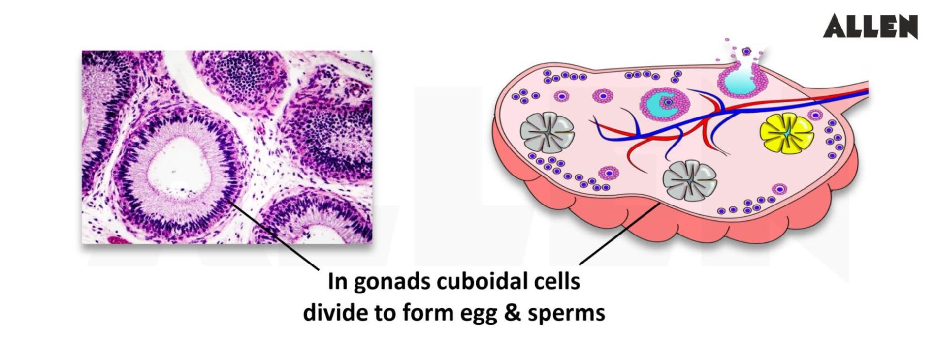 Ciliated cuboidal epithelium