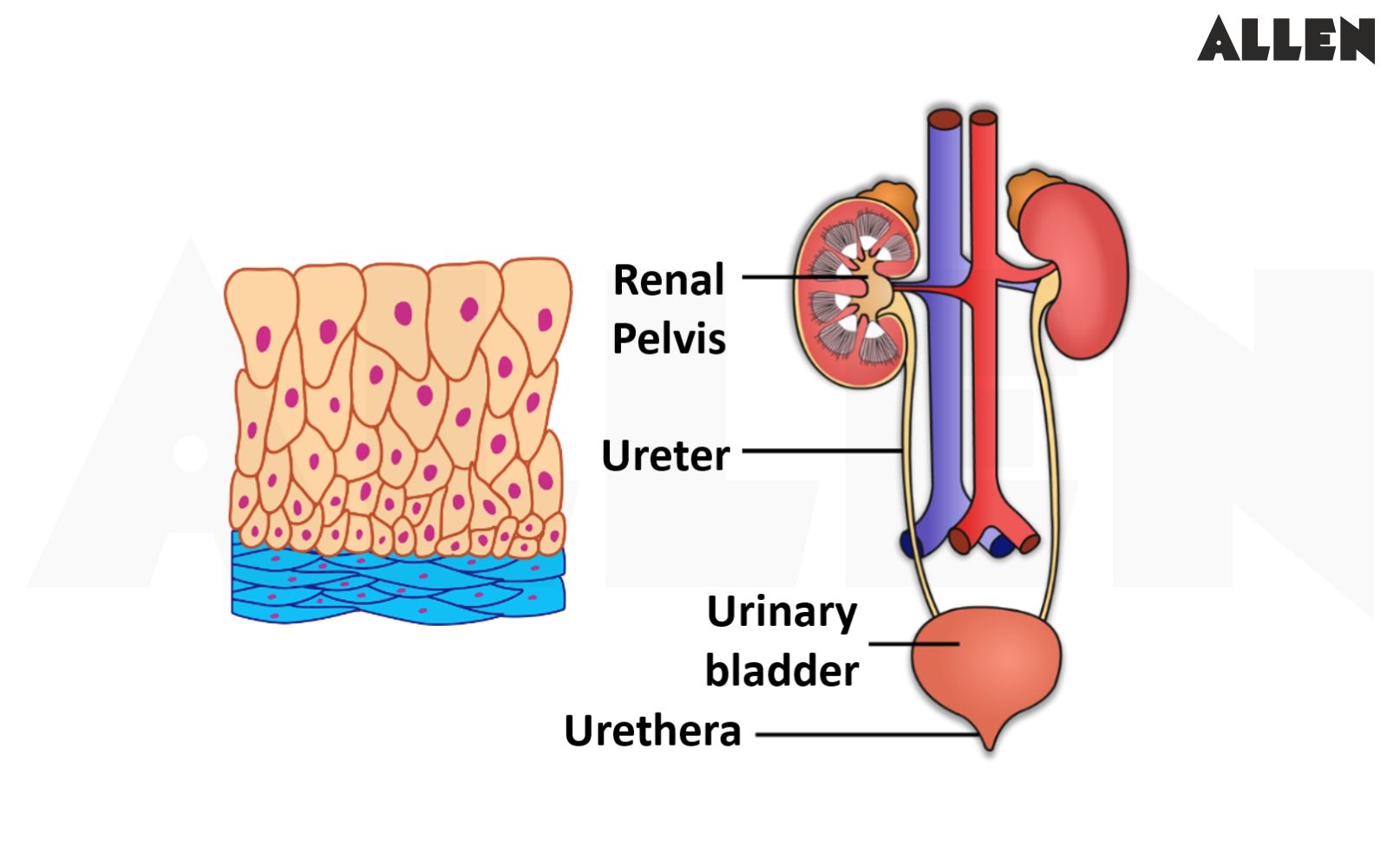 Compound Epithelial Tissue of organs